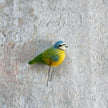 Blaumeise mini