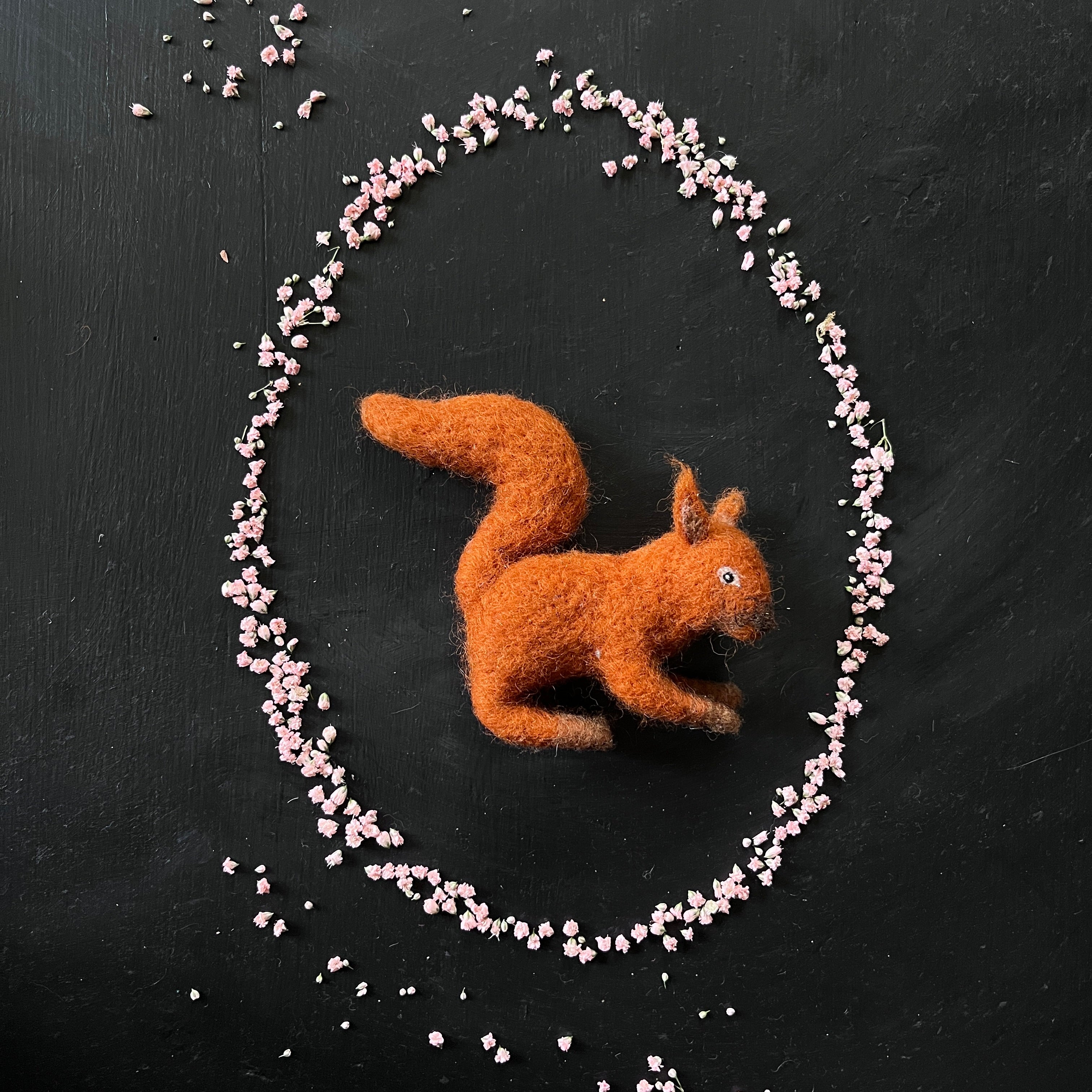 Eichhörnchen