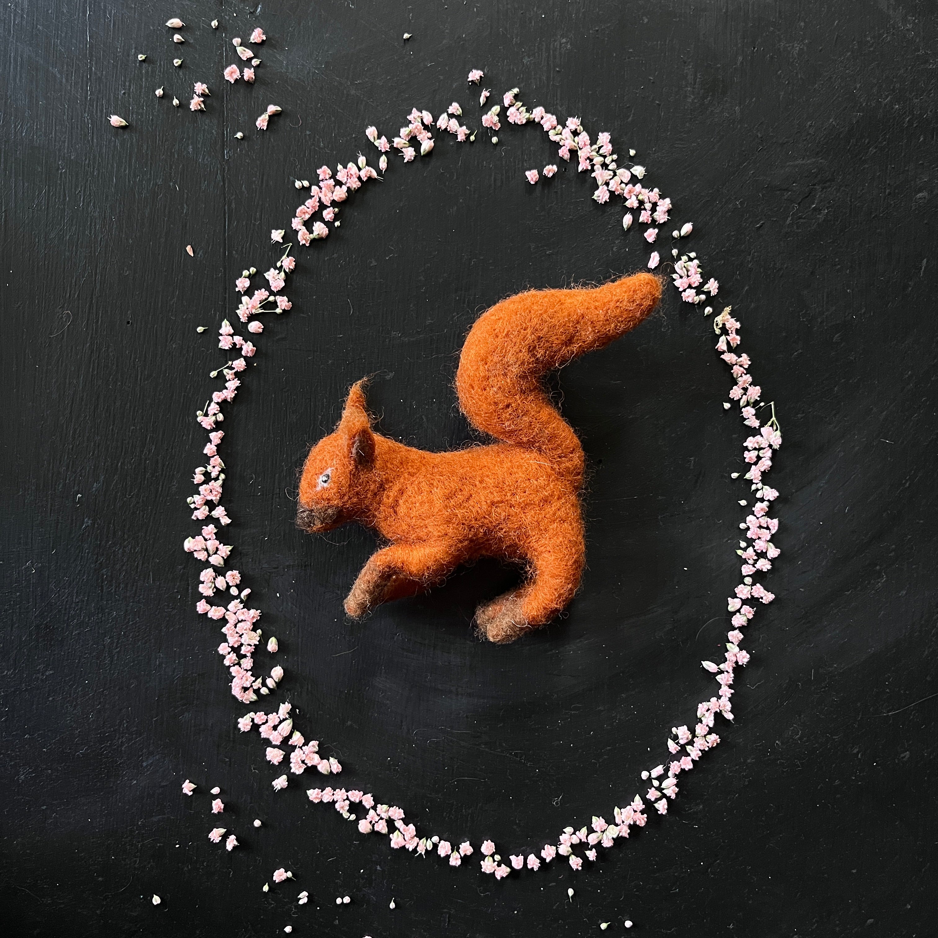 Eichhörnchen