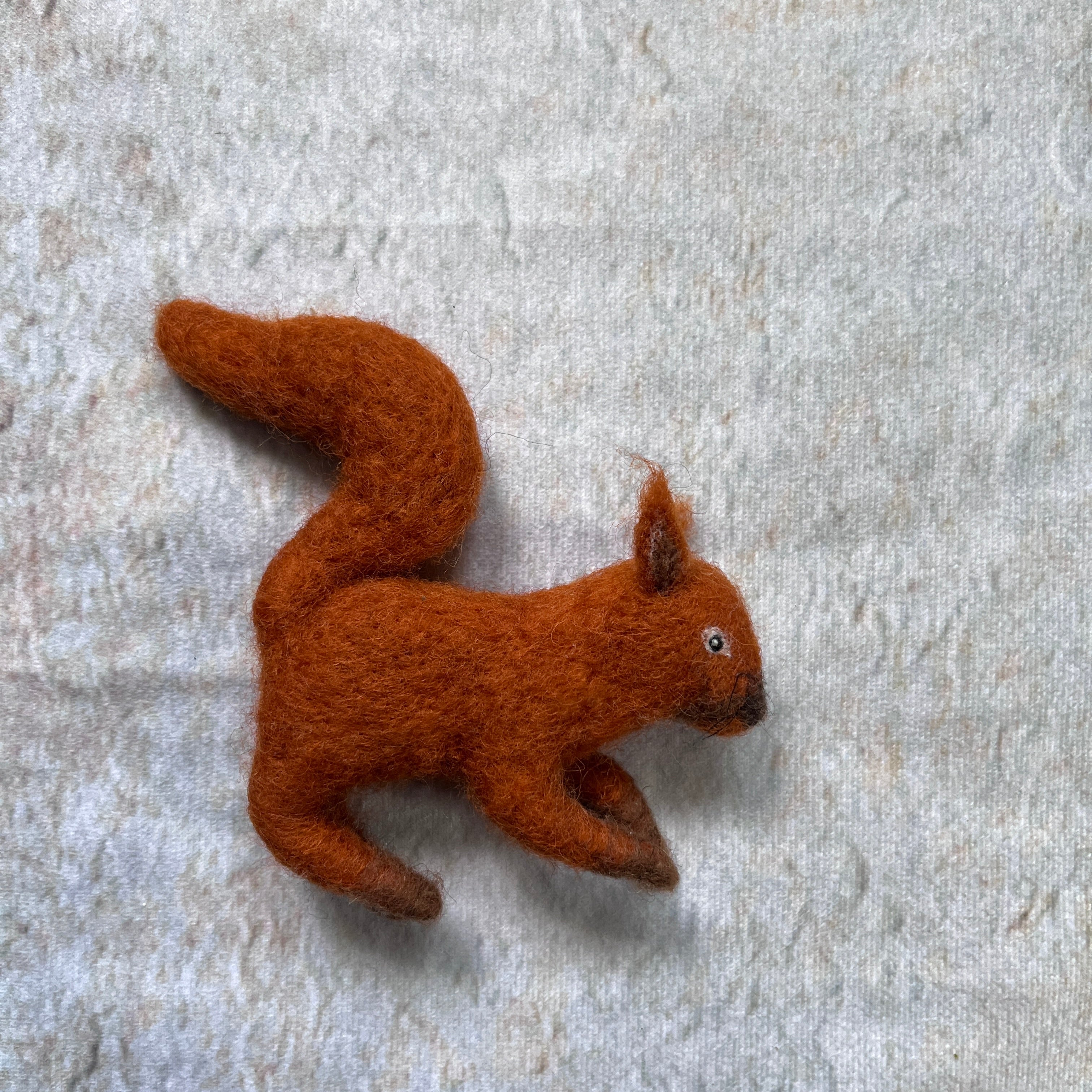 Eichhörnchen