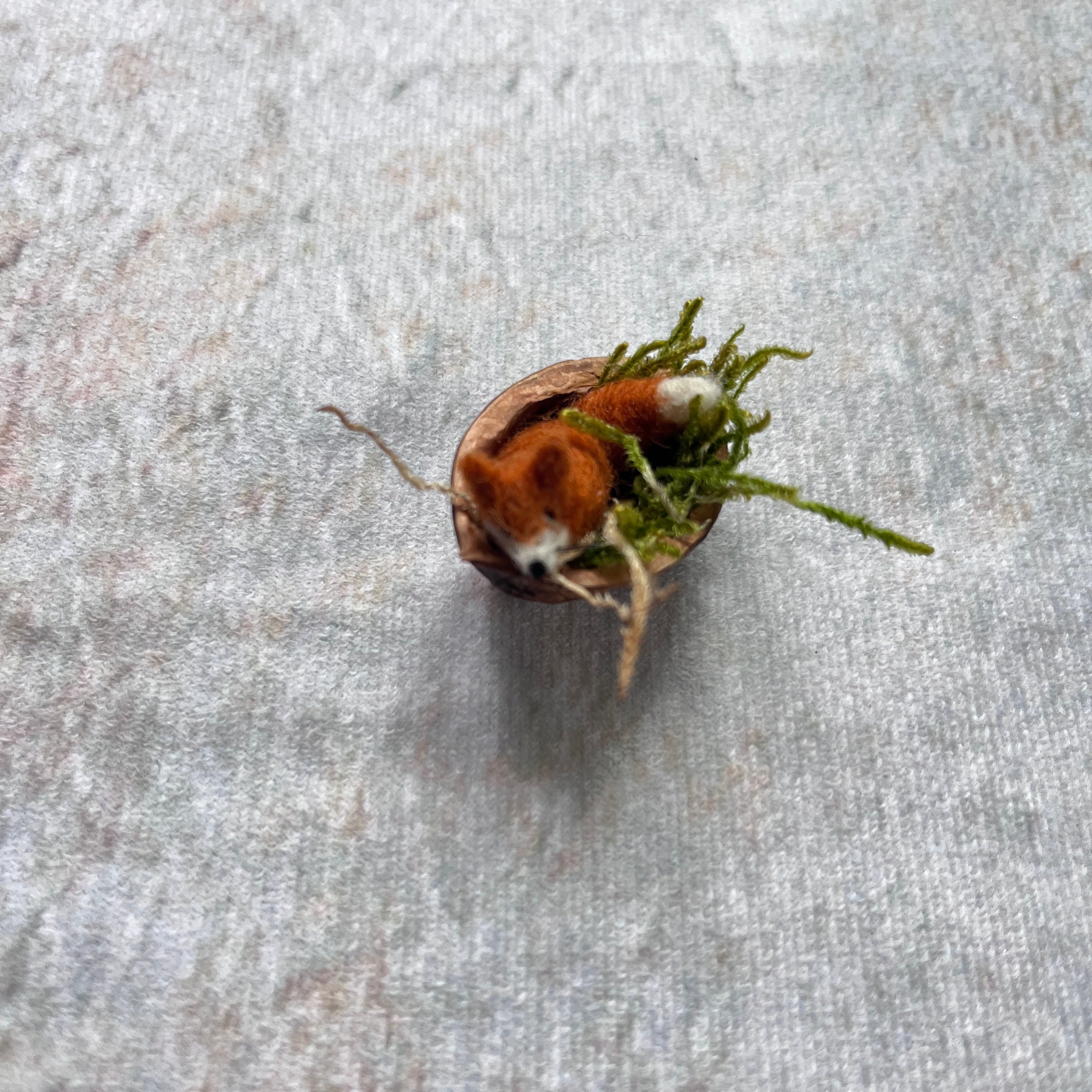 Füchslein in der Walnussschale