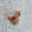 Huhn