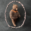 Teddy im kastanienbraunen Pullover