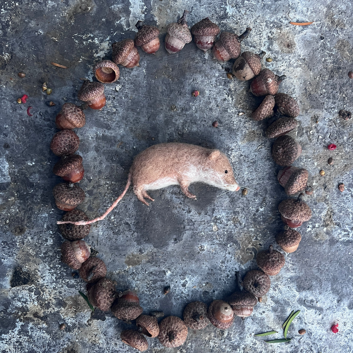 Maus