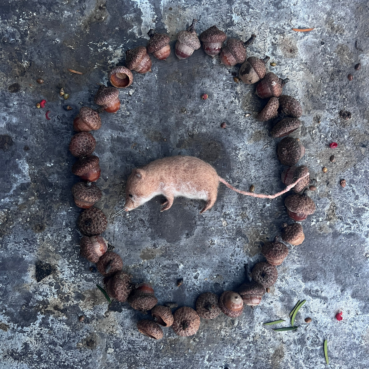 Maus