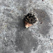 Igel mini