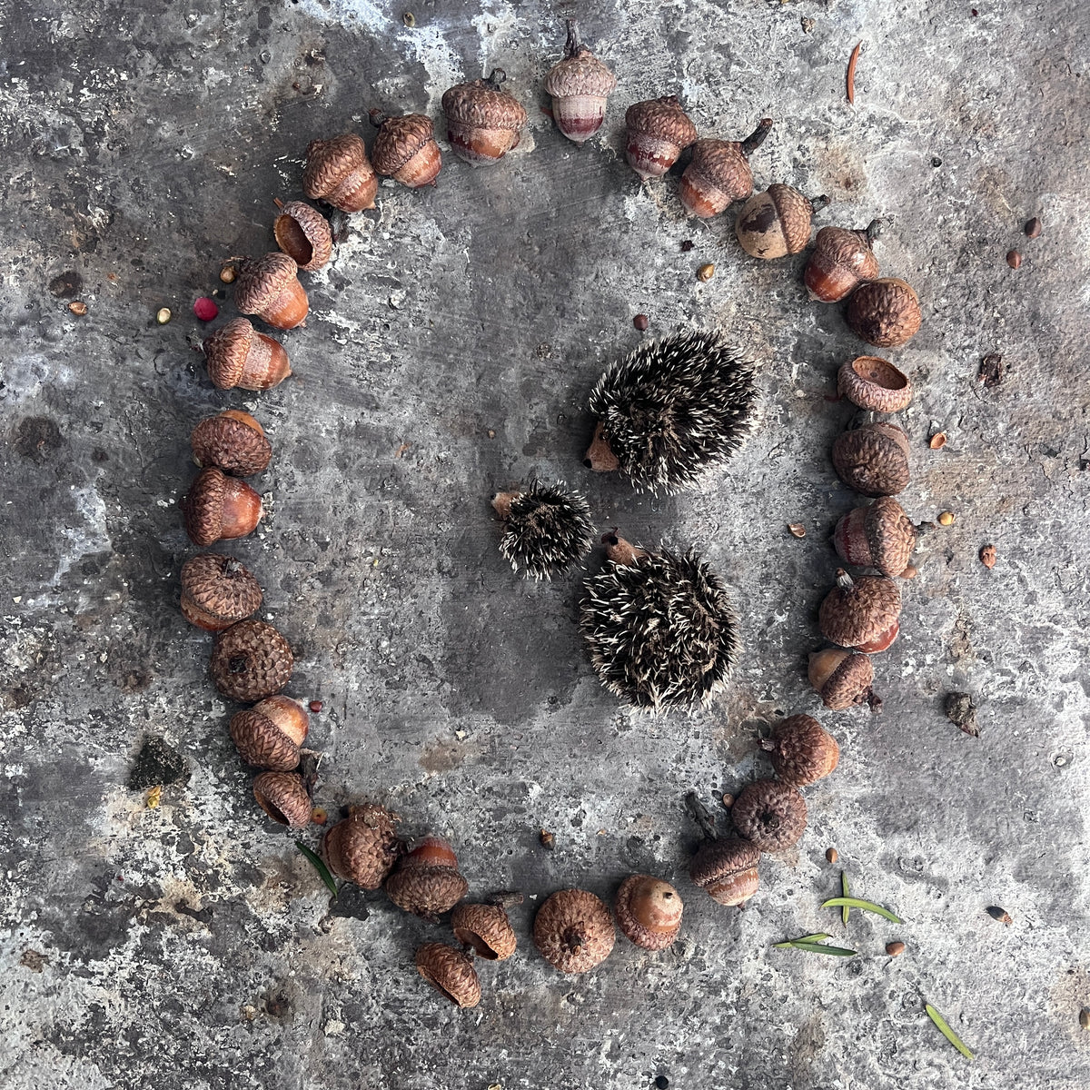 Igel mini