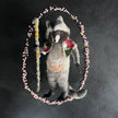Waschbär