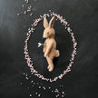 Mr. Rabbit mit Schneeglöckchen