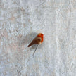 Rotkehlchen mini