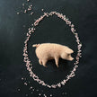 Schwein