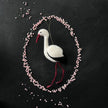 Storch