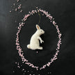 Weißer Hase