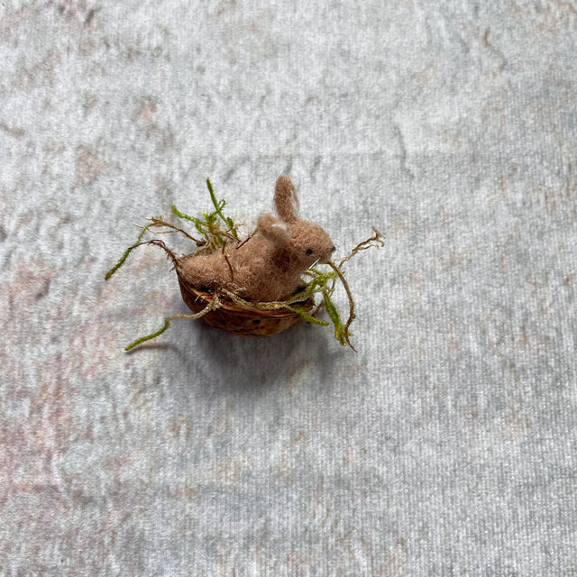 Brauner Hase in der Walnussschale