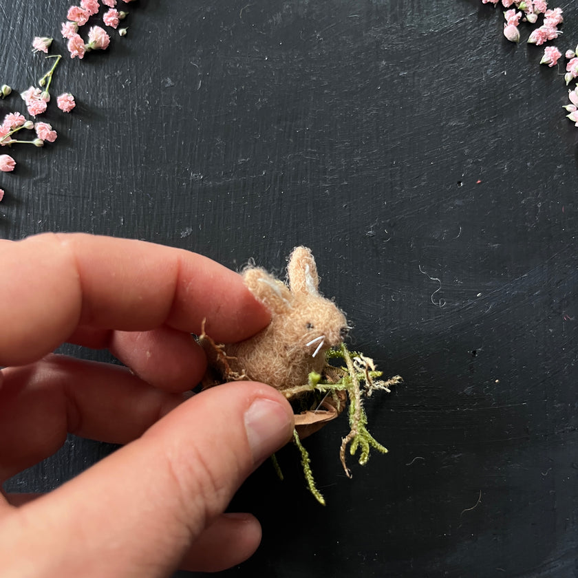 Brauner Hase in der Walnussschale